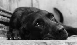 greyscale-closeup-shot-cute-black-dog-lying-ground_181624-26197.jpg