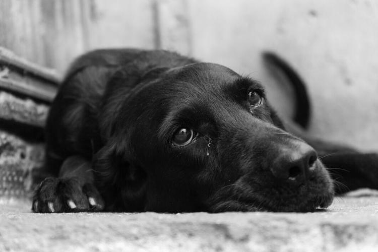 greyscale-closeup-shot-cute-black-dog-lying-ground_181624-26197.jpg