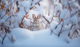 view-wild-rabbit_23-2150793177.jpg