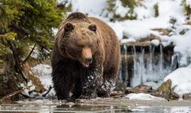 close-wild-big-brown-bear-near-forest-lake_167946-84.jpg