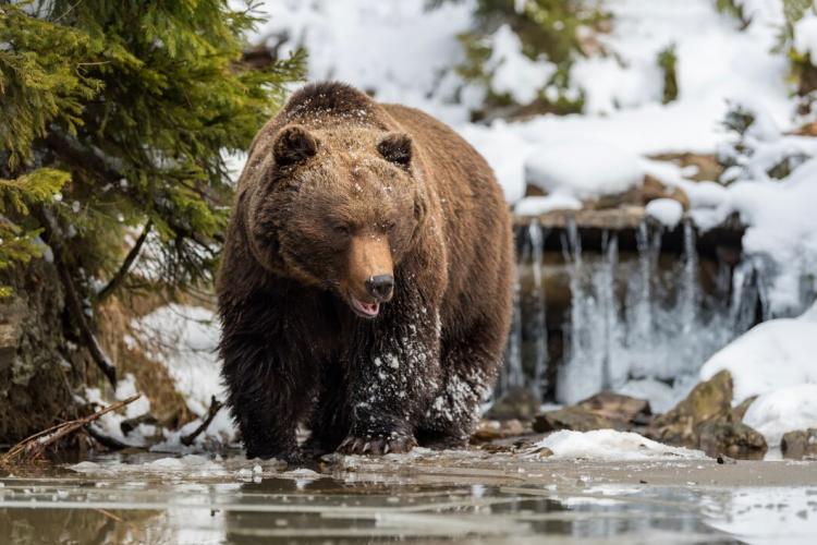 close-wild-big-brown-bear-near-forest-lake_167946-84.jpg