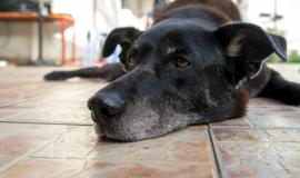 closeup-shot-old-dog-resting-tiled-surface_181624-28571.jpg