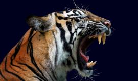 head-tiger-sumatera-closeup-with-dark-blue-wall_488145-176.jpg