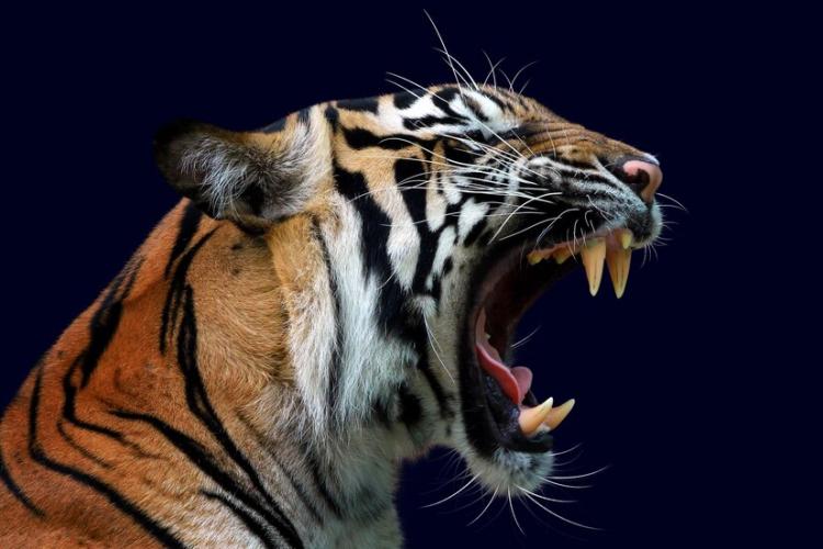 head-tiger-sumatera-closeup-with-dark-blue-wall_488145-176.jpg