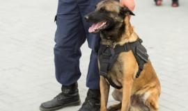 служебная собака.jpg