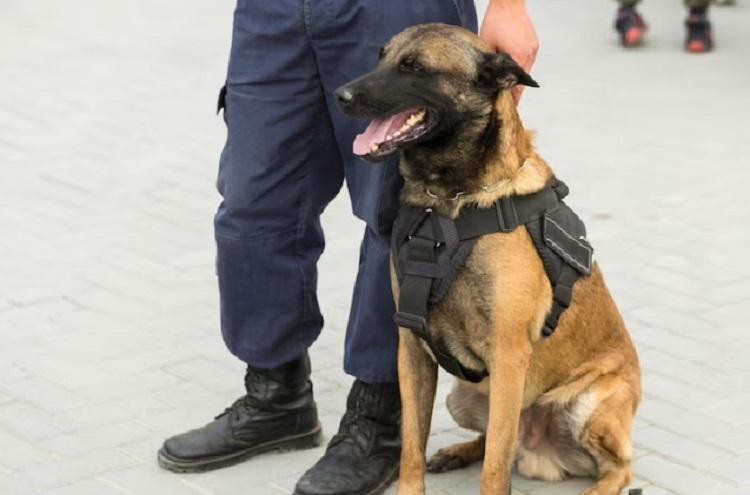 служебная собака.jpg
