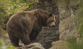 closeup-shot-grizzly-bear-standing-cliff_181624-7010.jpg