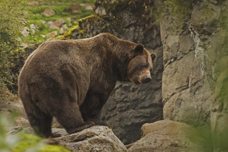 closeup-shot-grizzly-bear-standing-cliff_181624-7010.jpg