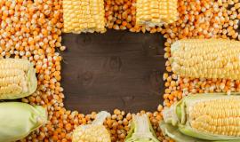 scattered-corn-grains-with-cobs-flat-lay-wooden-table_176474-5990.jpg