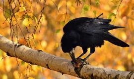 beautiful-picture-bird-raven-crow-autumn-nature-corvus-frugilegus_1161-731.jpg