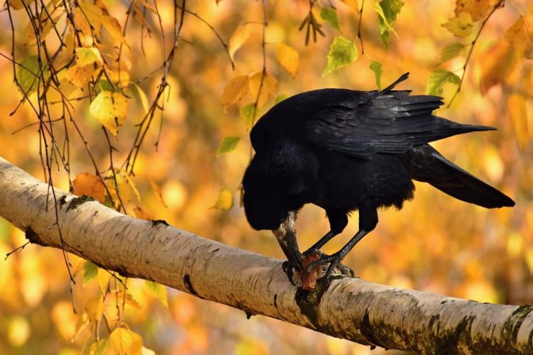 beautiful-picture-bird-raven-crow-autumn-nature-corvus-frugilegus_1161-731.jpg