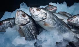 fresh-fish-with-lots-ice_1268-24718.jpg