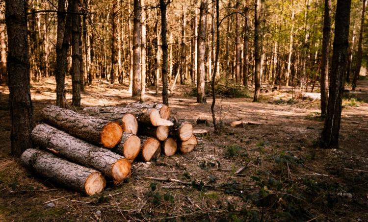 selective-focus-shot-wood-logs-sunny-forest_181624-50608.jpg