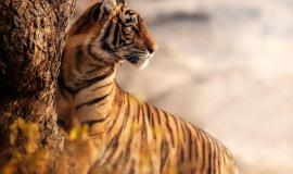 amazing-bengal-tiger-nature_475641-1249.jpg