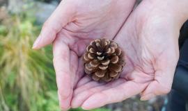 closeup-shot-pine-cone-middle-pair-hands-forest-cloudy-day_181624-27321.jpg