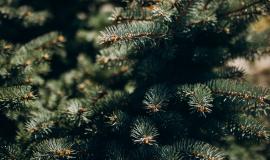 fir-tree-branch-with-needles-close-up_1303-21573.jpg