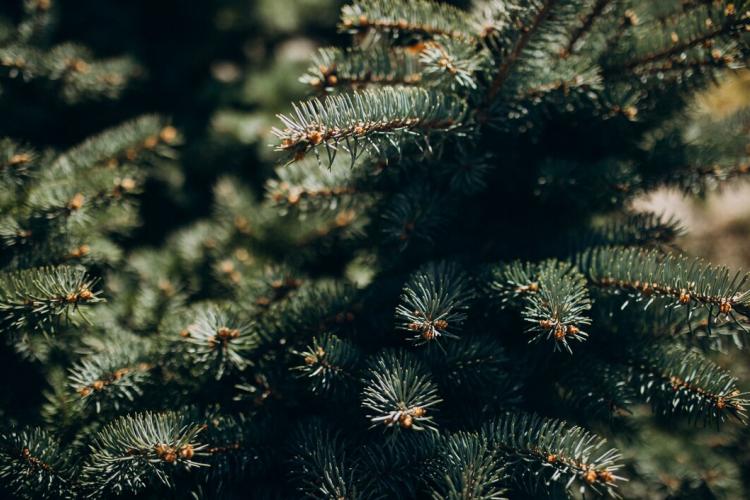 fir-tree-branch-with-needles-close-up_1303-21573.jpg