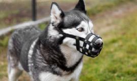 adorable-husky-dog-with-muzzle-outdoors_23-2149198355.jpg