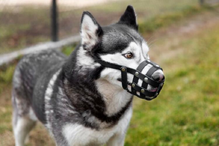 adorable-husky-dog-with-muzzle-outdoors_23-2149198355.jpg