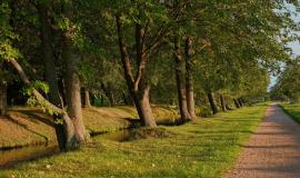 beautiful-linden-alleys-autumn-park-along-river-warm-autumn-evening-golden-sunset-light-paths-park-calm-evening-walks_166373-1667.jpg