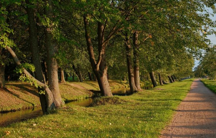 beautiful-linden-alleys-autumn-park-along-river-warm-autumn-evening-golden-sunset-light-paths-park-calm-evening-walks_166373-1667.jpg