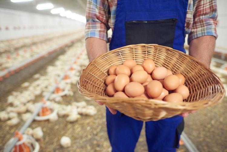 young-farmer-taking-care-his-business_329181-15950.jpg