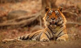 amazing-bengal-tiger-nature_475641-1205.jpg