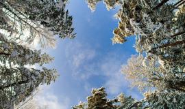 low-angle-shot-snowy-trees-forest-clear-day_181624-53107.jpg