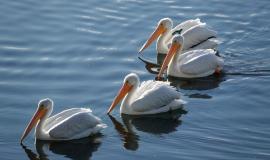 flock-american-white-pelicans-swimming-pond-sunshine_181624-47615.jpg