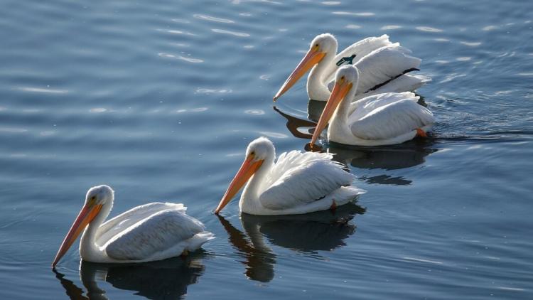 flock-american-white-pelicans-swimming-pond-sunshine_181624-47615.jpg