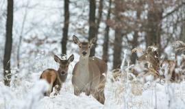 roe-deer-with-his-offspring-winter-scenery_396749-427.jpg