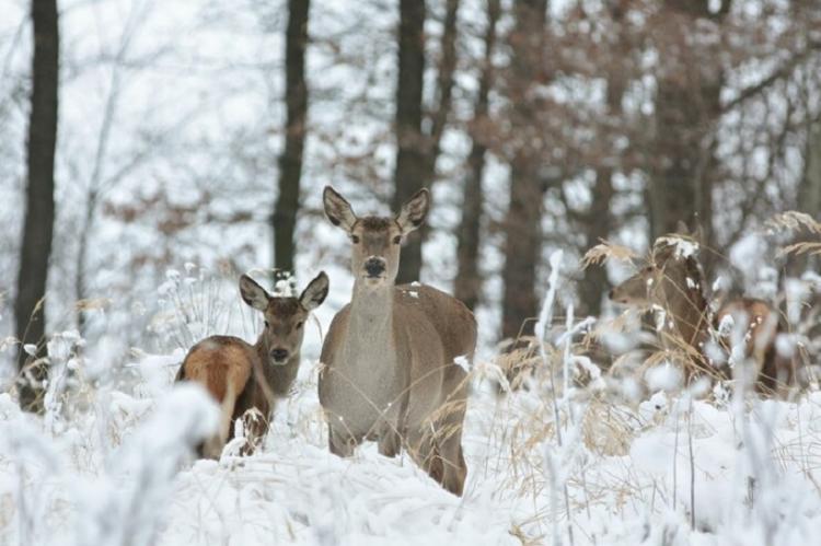 roe-deer-with-his-offspring-winter-scenery_396749-427.jpg