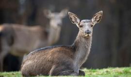 female-roe-deer-lies-autumn-forest_167946-117.jpg