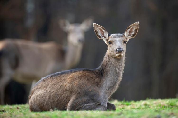 female-roe-deer-lies-autumn-forest_167946-117.jpg