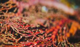 sea-fan-background_1360-61.jpg