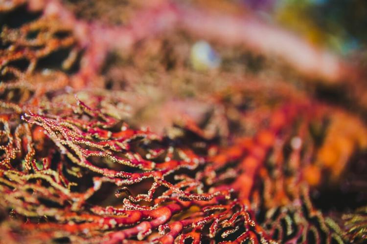 Вредоносное цветение водорослей на юге Приморья привлекло внимание ученых