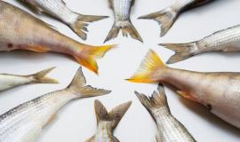 top-view-fresh-fish-tails-frame_23-2148295166.jpg