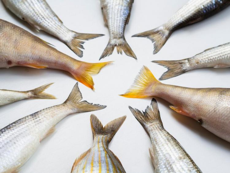 top-view-fresh-fish-tails-frame_23-2148295166.jpg