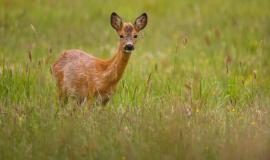 roe-deer-in-the-magical-nature-beautiful-european-wildlife-wild-animal-in-the-nature-habitat_475641-867.jpg