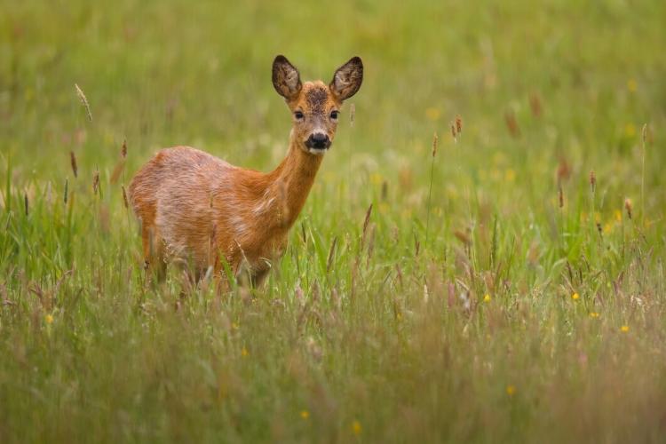roe-deer-in-the-magical-nature-beautiful-european-wildlife-wild-animal-in-the-nature-habitat_475641-867.jpg