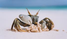 little-cute-crab-beach-by-ocean_1303-15451.jpg