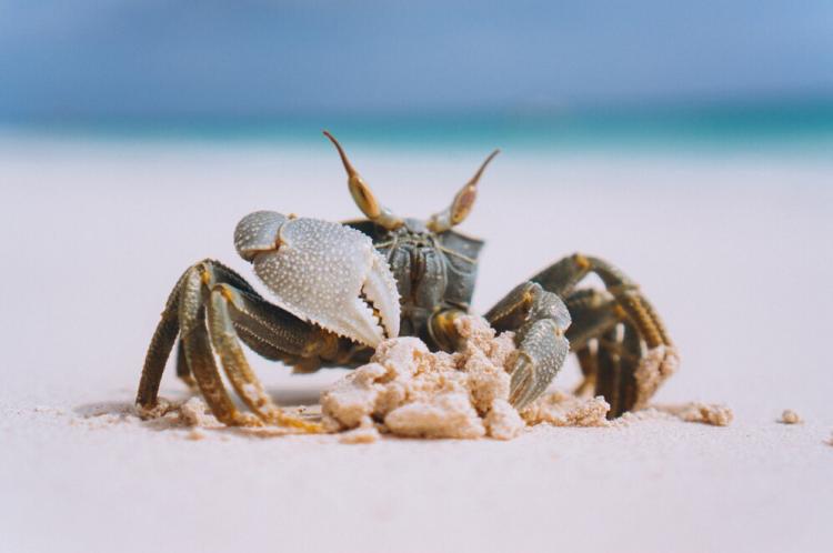 little-cute-crab-beach-by-ocean_1303-15451.jpg