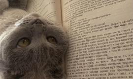 книга, кот.jpg