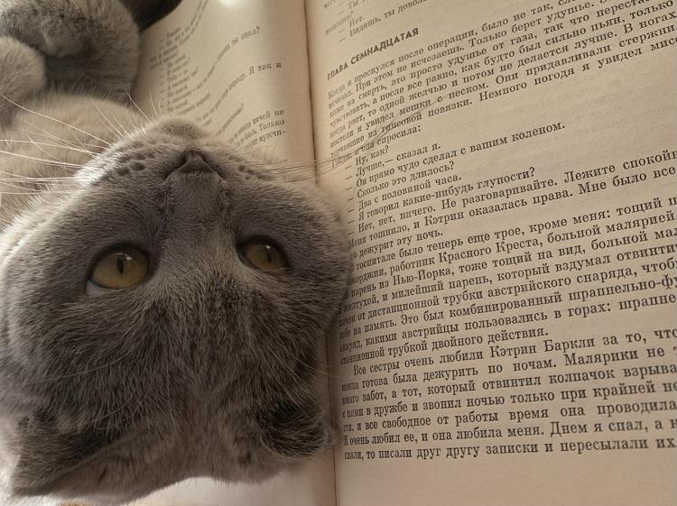 книга, кот.jpg