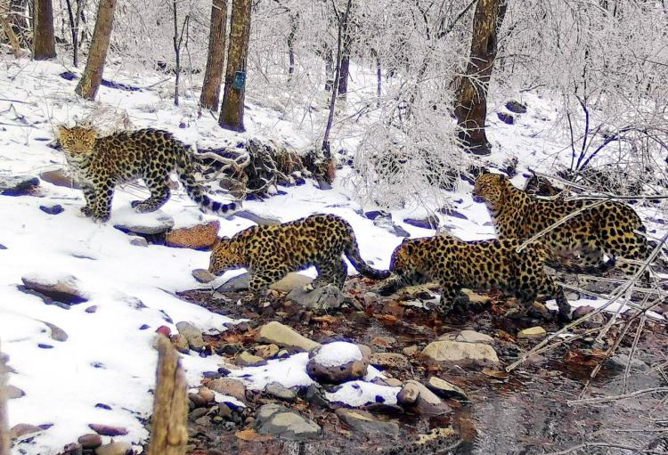 Многодетная семья леопардов из Приморья «засветилась» в Китае