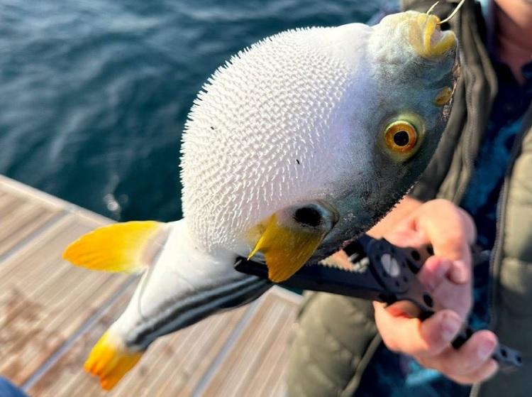 «Руками лучше не трогать»: смертельно опасную рыбу выловили в Приморье