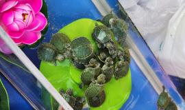 черепахи малыши.jpg