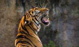 tiger-3264048_1280.jpg