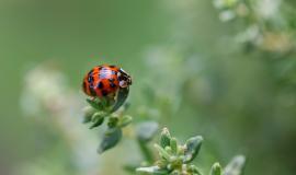 ladybug-8064737_1280.jpg