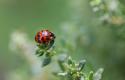 ladybug-8064737_1280.jpg